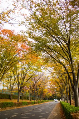 Tünel ağaçlarından