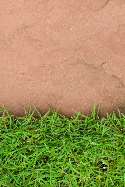 Frisches grünes Gras — Stockfoto