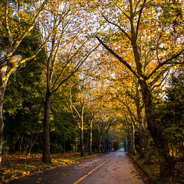 Tunnel from trees — Stock Photo, Image