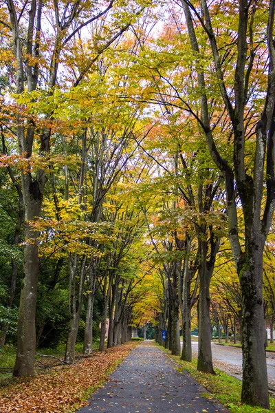 Tunnel from trees — Stock Photo, Image