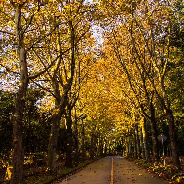 Tunnel from trees — Stock Photo, Image