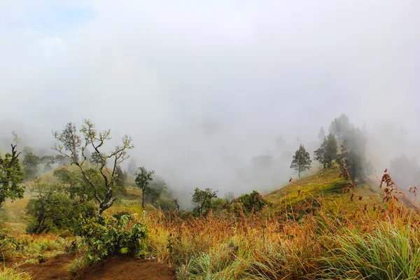 Landschaft voller Nebel und Baum — Stockfoto