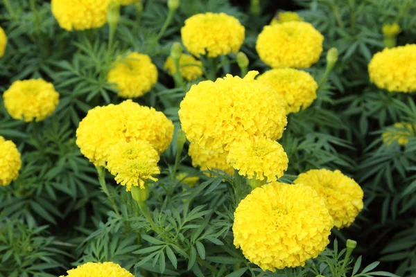 Caléndula de flor amarilla — Foto de Stock