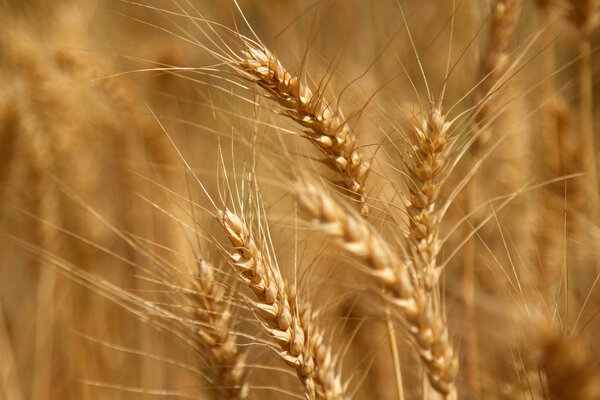 Wheat field