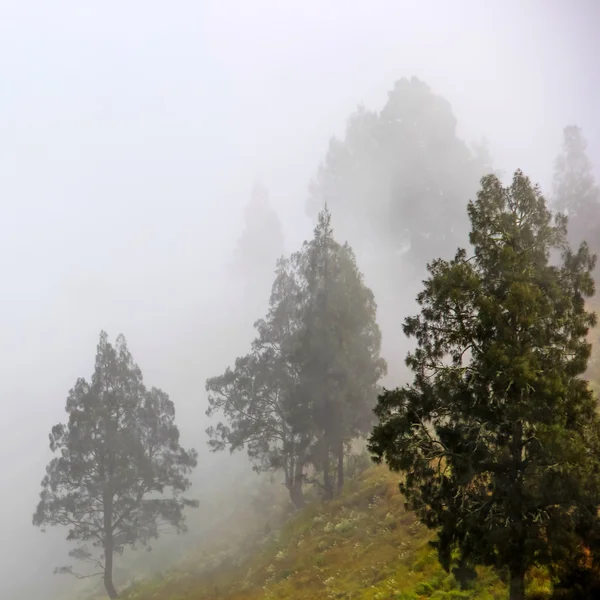 Landschaft voller Nebel und Baum — Stockfoto