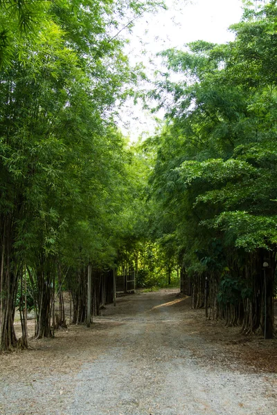 Camino a través del bambú —  Fotos de Stock