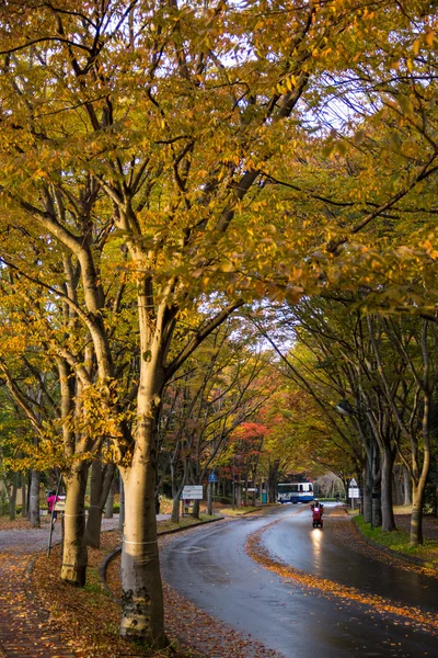 Tunnel from trees — Stock Photo, Image