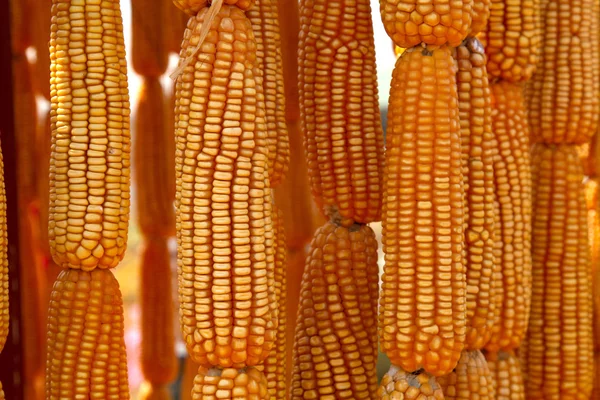 Gedroogde zoete gele maïs — Stockfoto