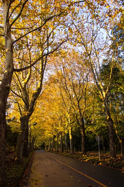 Tunnel from trees — Stock Photo, Image