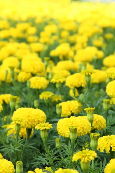 Caléndula de flor amarilla — Foto de Stock