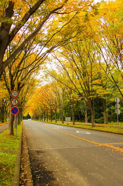 Tunnel from trees — Stock Photo, Image