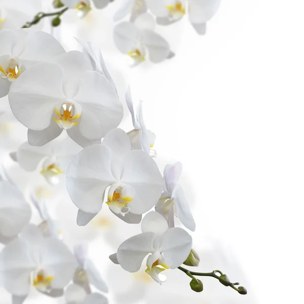 Witte orchidee bloem — Stockfoto