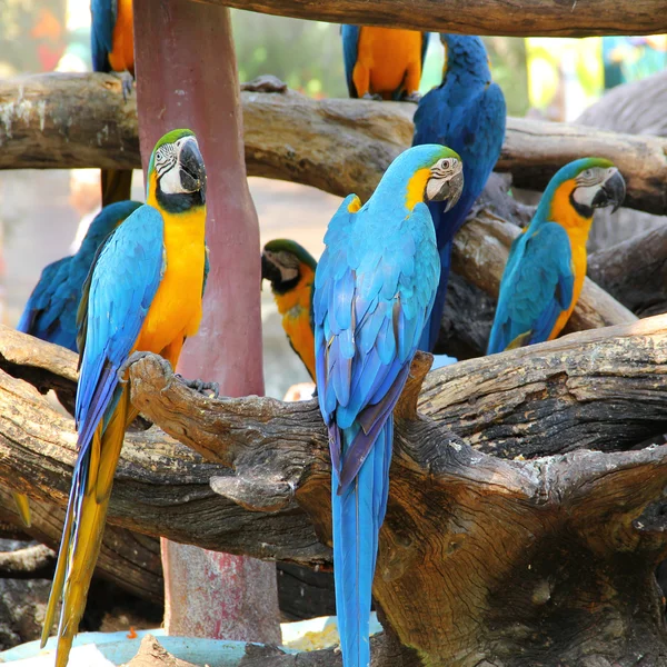 Colorful macaw — Stock Photo, Image