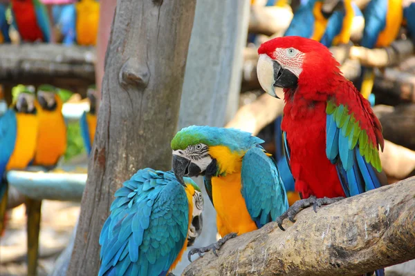 Colorful macaw — Stock Photo, Image