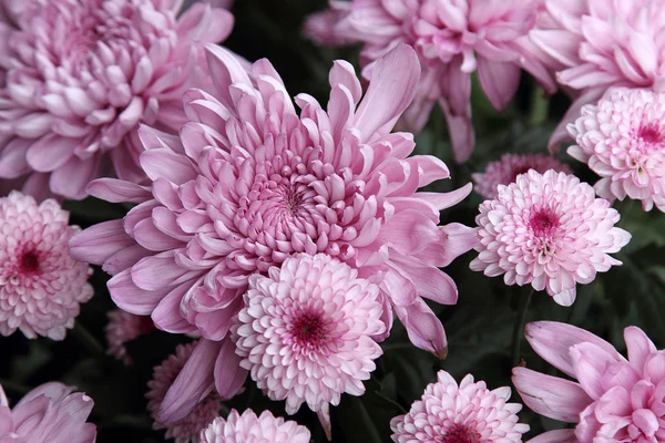 Chrysanthemum flower — Stock Photo, Image