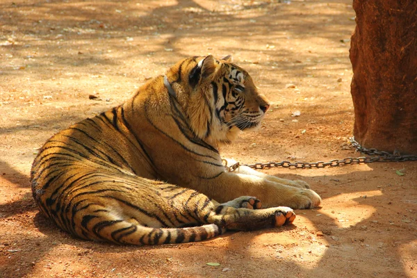 Tigre — Foto de Stock