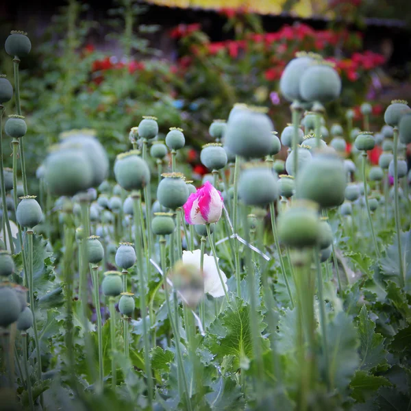 Primer plano de la amapola de opio de flor — Foto de Stock