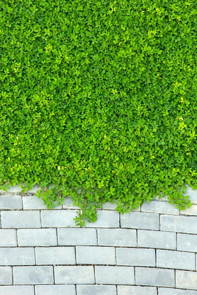 Parede de tijolo e folha verde — Fotografia de Stock