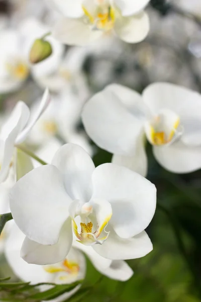 Orchideebloem — Stockfoto