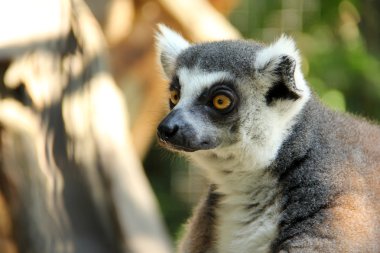 Halka Kuyruklu Lemur
