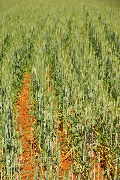 Groene tarweveld — Stockfoto