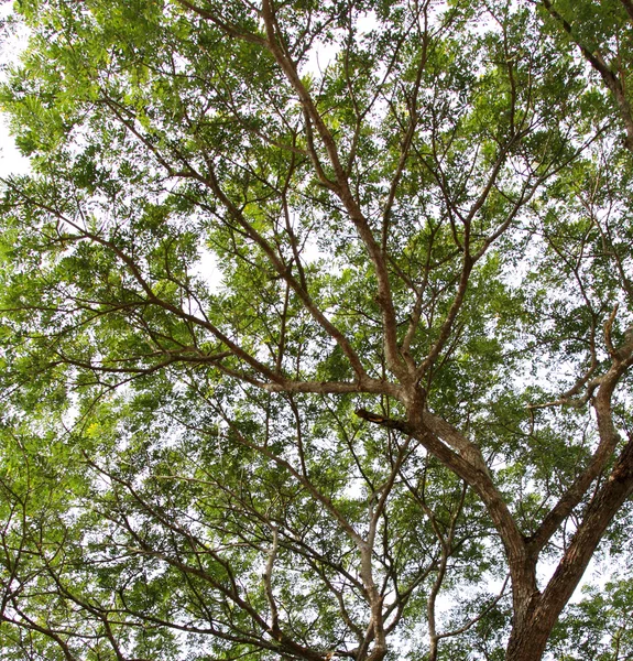 Ág és zöld levelek — Stock Fotó