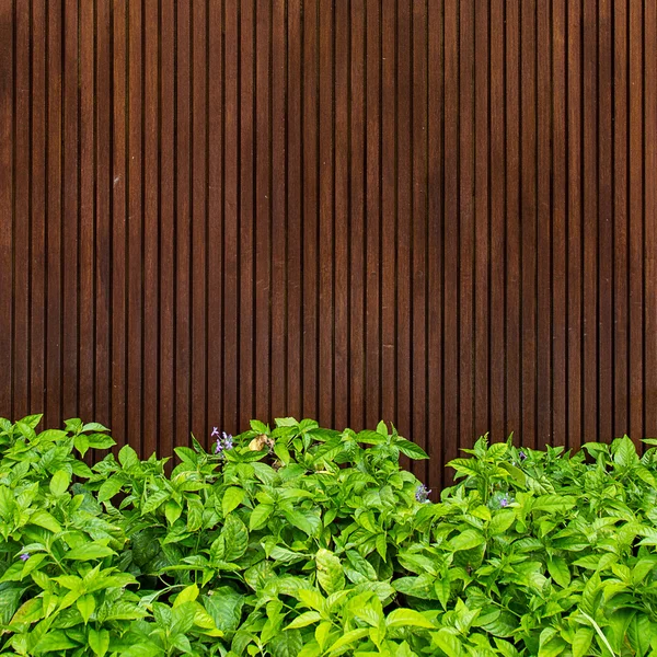 Madeira com folha verde — Fotografia de Stock