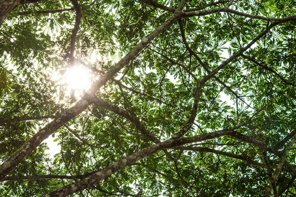 Debaixo da árvore com galho — Fotografia de Stock