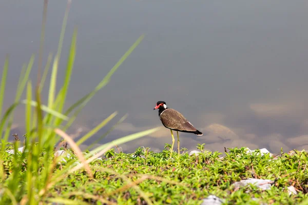 Lambendo vermelho-wattled — Fotografia de Stock