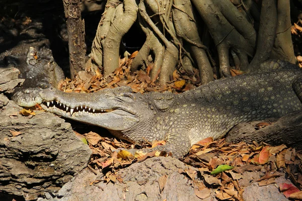 Krokodil — Stockfoto