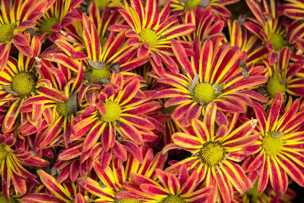Chrysanthemenblüte — Stockfoto
