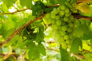 yeşil yaprakları ile üzüm