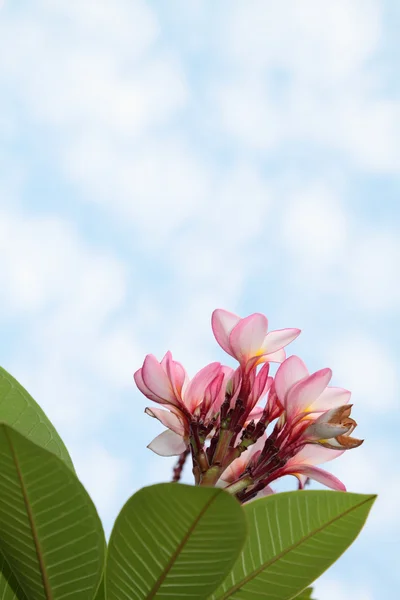 Rosa Frangipani-Blüten — Stockfoto