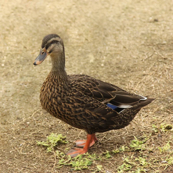 Primer plano del pato — Foto de Stock