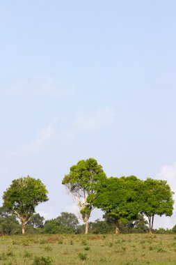 satır bir yeşil ağaç