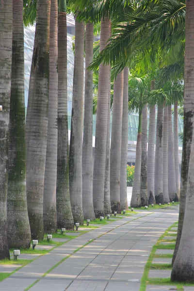 Row of palm trees — Stock Photo, Image