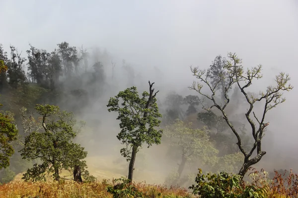 Landscape full of fog and tree — Stock Photo, Image