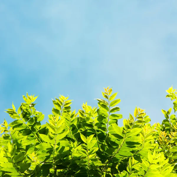 Liście zielone, błyszczące w słońcu — Zdjęcie stockowe