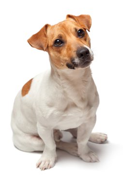 Beyaz arka plan üzerinde izole köpek yavrusu. Jack Russell Terrier
