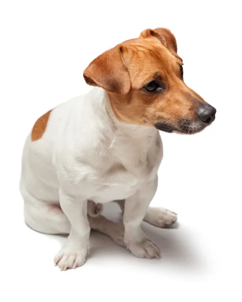 Beyaz arka plan üzerinde izole köpek yavrusu. Jack Russell Terrier — Stok fotoğraf