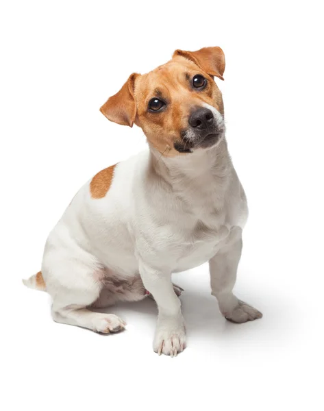 Dogs puppy isolated on white background. Jack Russell Terrier — Stock Photo, Image