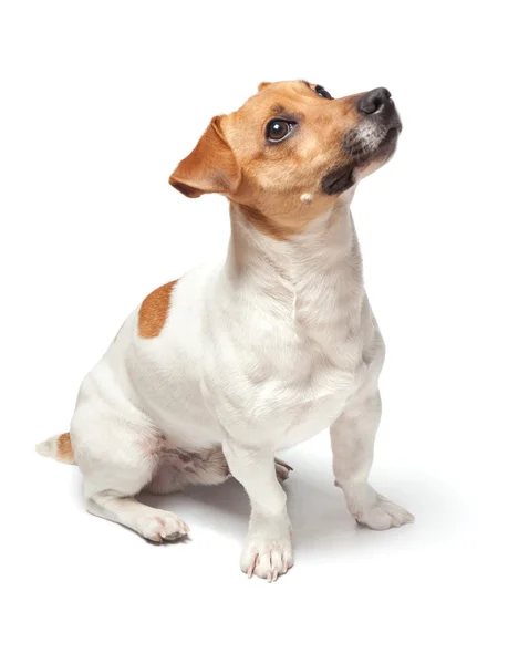 Honden-puppy geïsoleerd op een witte achtergrond. Jack Russell Terriër — Stockfoto