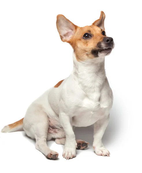 Beyaz arka plan üzerinde izole köpek yavrusu. Jack Russell Terrier — Stok fotoğraf