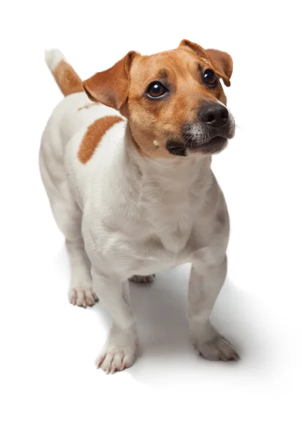 Beyaz arka plan üzerinde izole köpek yavrusu. Jack Russell Terrier — Stok fotoğraf