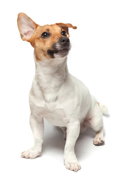 Beyaz arka plan üzerinde izole köpek yavrusu. Jack Russell Terrier
