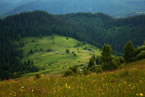 Łąki górskie Karpat — Zdjęcie stockowe