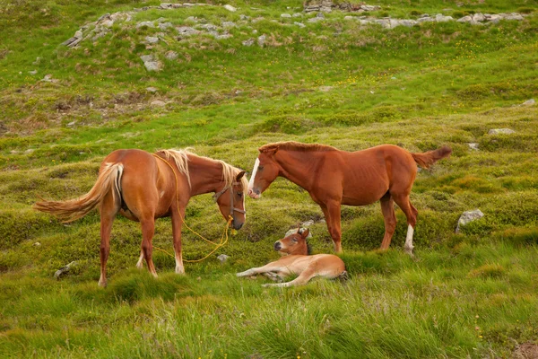 馬の家族 — ストック写真