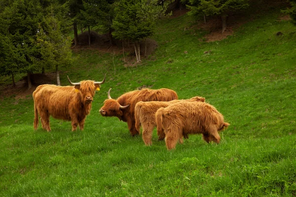 Krowa średniogórza w lato łąka — Zdjęcie stockowe