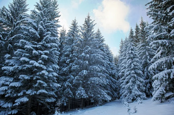Χειμερινό δάσος. — Φωτογραφία Αρχείου
