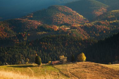 renkli sonbahar manzarası